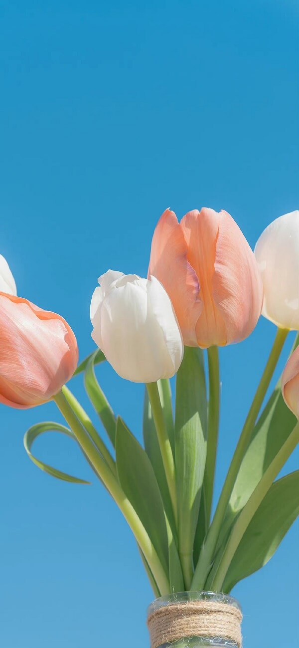 Tổng hợp 99+ Hình nền hoa tulip full HD cho điện thoại