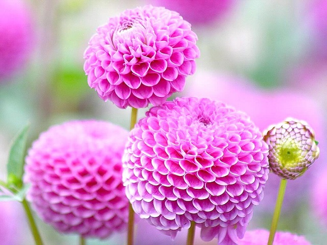 Hoa Thược Dược - Đặc điểm, Ý Nghĩa, Cách Trồng Và Chăm Sóc