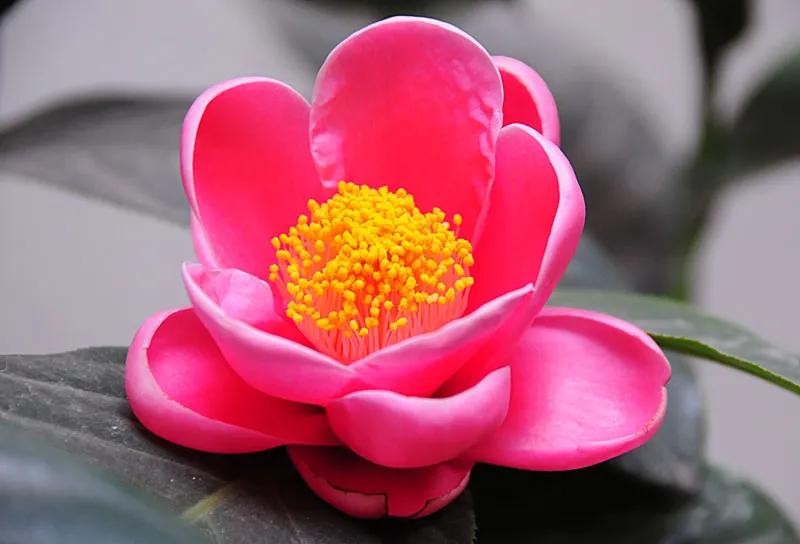 Hoa trà không chỉ là loài hoa đẹp mà còn mang lại nhiều ý nghĩa tâm linh và phong thủy tích cực cho gia đình và không gian sống.