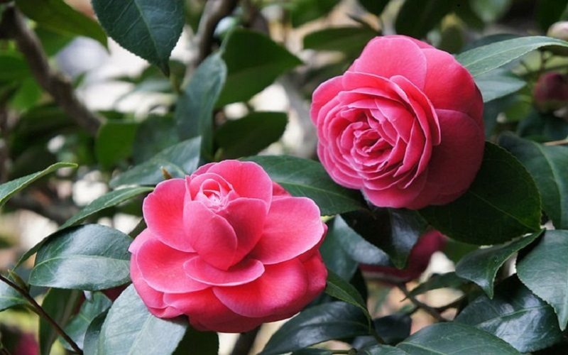 Hoa hải đường là loài hoa thân gỗ có thể sống trăm năm