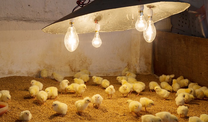 Úm gà con đúng kỹ thuật