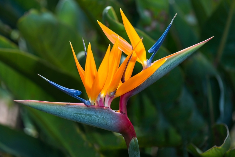 Các loại hoa thiên điểu