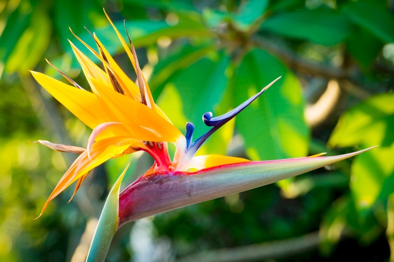 Hoa thiên điểu nở đẹp